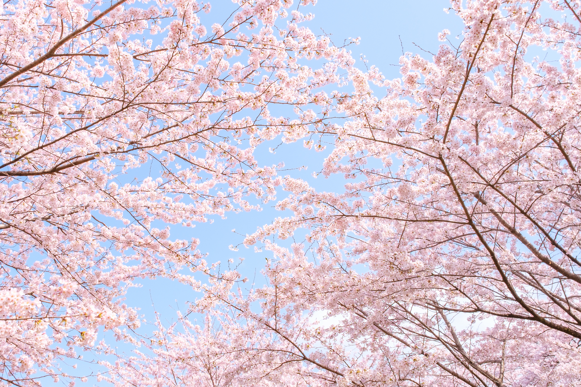 4月　入園式