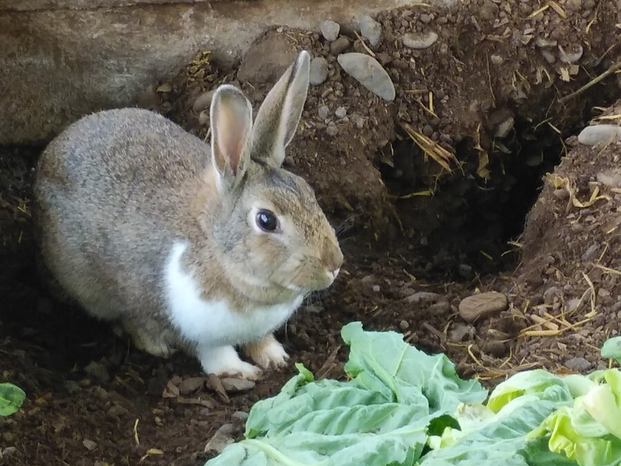 うさぎ